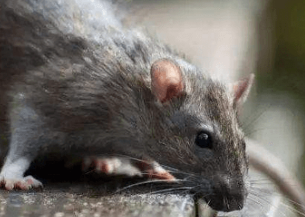 神奇的烫鼠,你知道咋养吗? 神奇的烫鼠,你知道咋养吗?