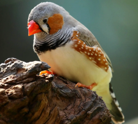 斑胸草雀吃什么？你们清楚吗？