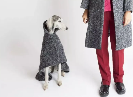 给宠物买衣服，你舍得花多少钱？