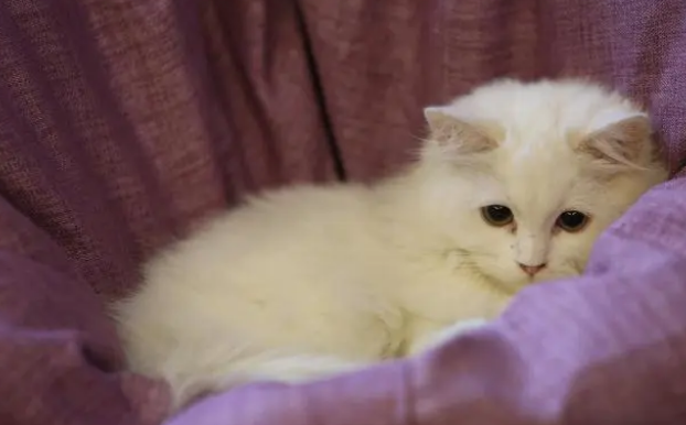 对于猫在各个年龄阶段,要给它适合的猫粮 对于猫在各个年龄阶段,要给它适合的猫粮