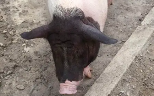 麝香猪与小香猪的区别是什么？一文教你分辨