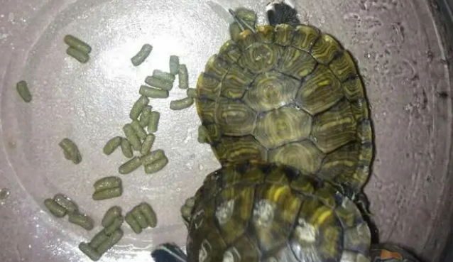 乌龟一次喂多少龟粮