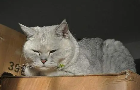 猫咪吃三金片和利尿通可以吗