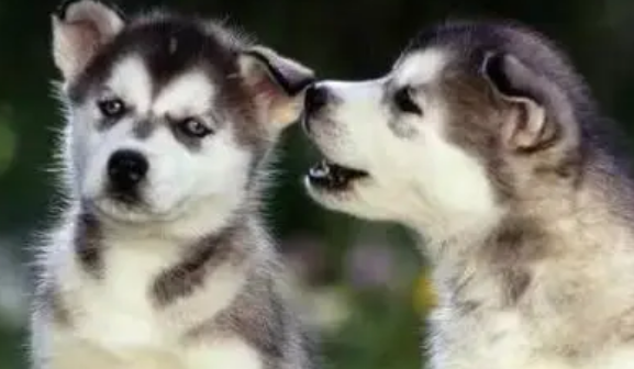 狗狗喝羊奶粉怎么选择，自己家的狗适合哪个，羊奶粉有什么好处