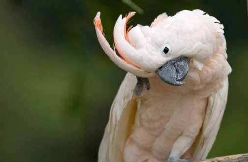 你们知道,摩鹿加凤头鹦鹉多少钱吗? 你们知道,摩鹿加凤头鹦鹉多少钱吗?