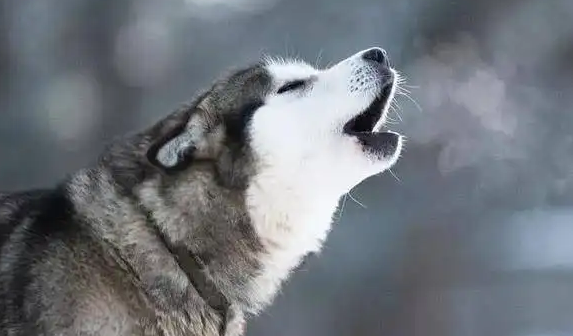 狗在晚上嚎叫是预示着什么信息？