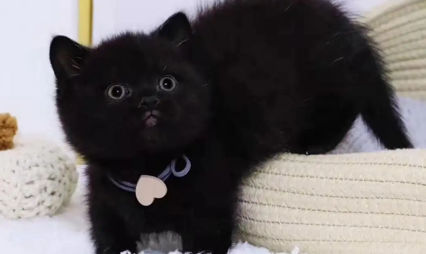 黑色英短怎么配出来的？想知道的看过来