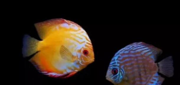 鱼粮要有五个成分才是好鱼粮