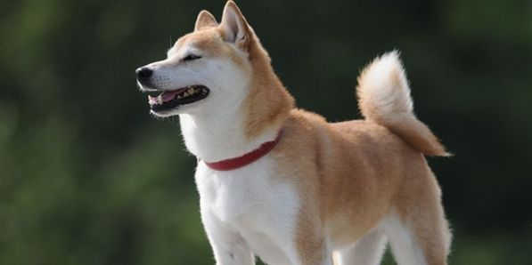 “旺家”的狗有这些特征，来看看你家狗狗有没有