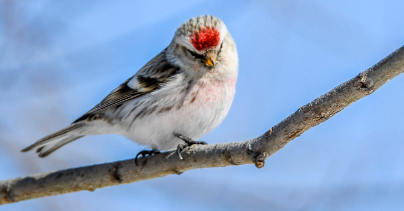 白腰朱顶雀与极北朱顶雀区别，你知道吗？