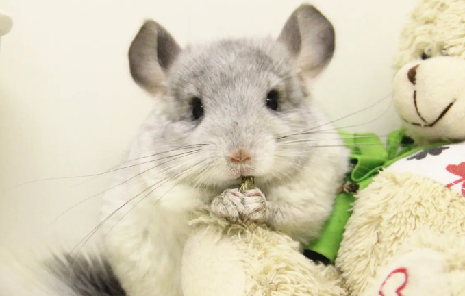 宠物龙猫多少钱一只？主要看品相