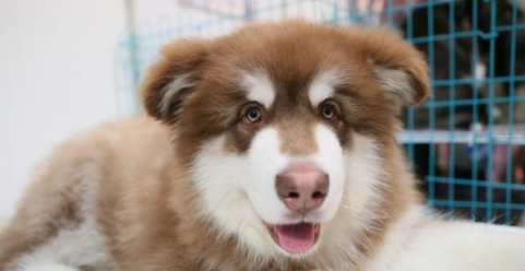 小狗五联疫苗是什么(小狗五联疫苗间隔时间)