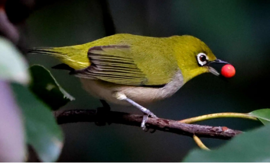 绣眼鸟养几只最好?不清楚的快来瞧瞧吧! 绣眼鸟养几只最好?不清楚的快来瞧瞧吧!