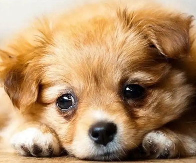 小狗身上有蜱虫该怎么办？快来了解下吧！