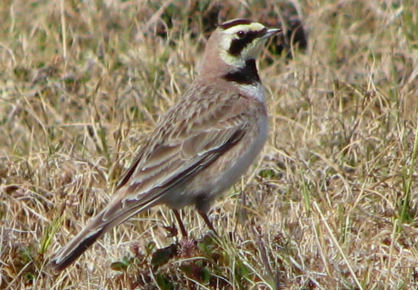 角百灵怎样分公母？来get一下吧
