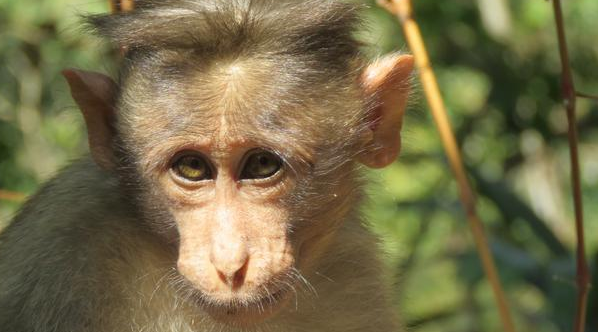 关于冠毛猕猴的生活习性，你了解多少？