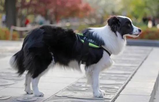 边牧好养吗听话不听话?主人来看看 边牧好养吗听话不听话?主人来看看