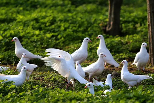 科普向｜土鸽就一定土吗？看个人的评判标准！