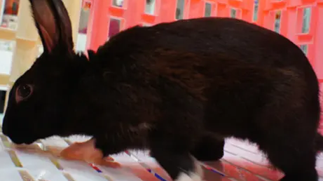 哈瓦那兔是小型兔吗?详细了解一下吧! 哈瓦那兔是小型兔吗?详细了解一下吧!