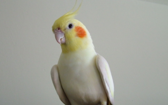 鸡尾鹦鹉怎么训练？干货都在这里