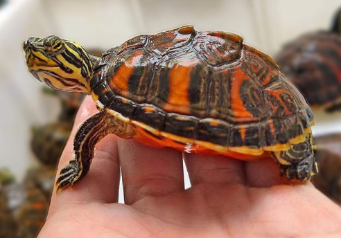 火焰龟喜欢吃什么蔬菜？这篇文章告诉你