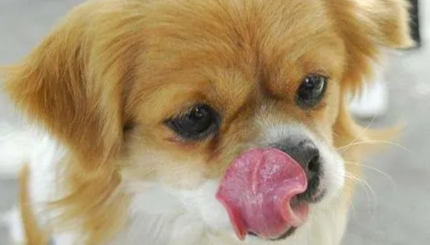 狗狗为什么总是吸鼻子？这几个原因要知道