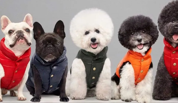 给宠物买衣服，你舍得花多少钱？