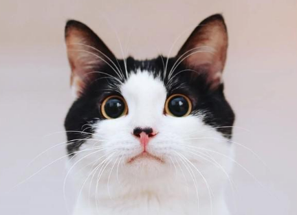 常说的牛奶猫咪，到底是什么品种？