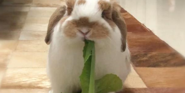 兔子吃什么？这些食材很常见，收藏后可自制兔粮啦