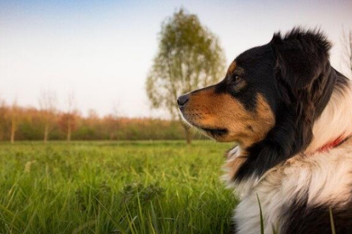 怎样辨别狗狗的年龄?铲屎官们快看过来~ 怎样辨别狗狗的年龄?铲屎官们快看过来~