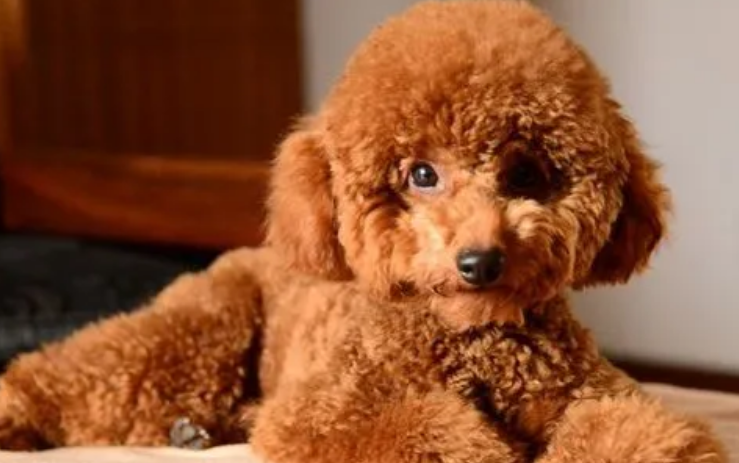 一篇文章告诉你贵妇狗和泰迪的区别！