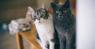 猫吃益生菌拉稀呕吐怎么办？