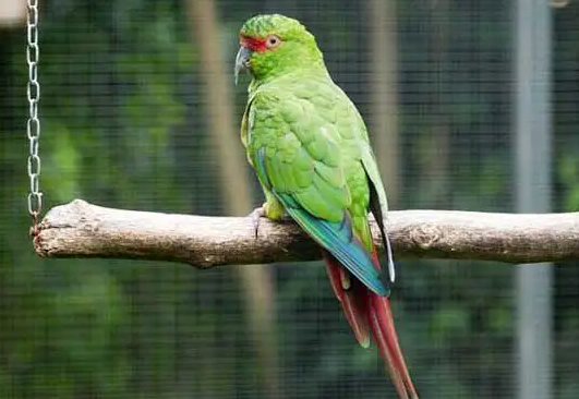 赤褐腹锥尾鹦鹉多少钱一只？此处有答案