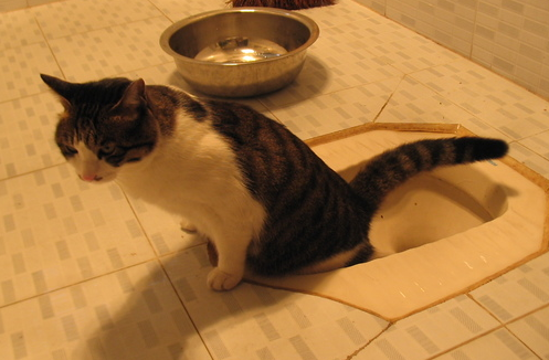 猫大便带血有黏液怎么回事？铲屎官一定要知道