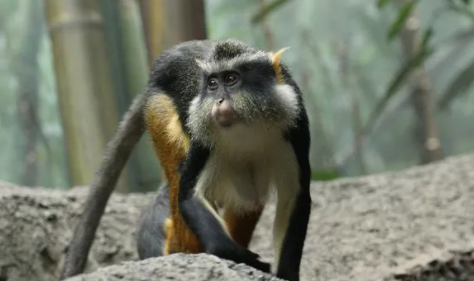 关于银长尾猴的介绍，快来了解一下吧！