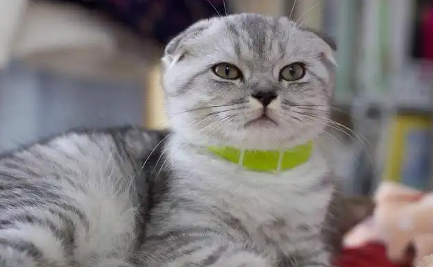 折耳猫一生不发病有吗?感兴趣的可以看看~ 折耳猫一生不发病有吗?感兴趣的可以看看~