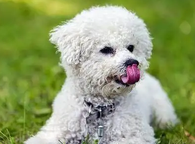 小狗喂食间隔多久一次?来这瞄一瞄! 小狗喂食间隔多久一次?来这瞄一瞄!