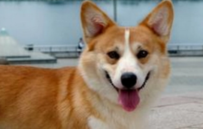 想要饲养柯基，不妨先来了解下柯基是哪个国家的品种吧~