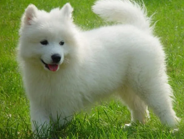 最不忠心的五种狗狗，快来认识一下！