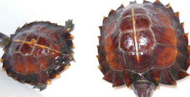 刺山龟冬天怎么养？我教你