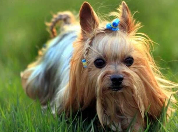 性格温顺的小型犬有哪些 性格温顺的小型犬有哪些