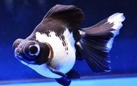 喜鹊花和什么鱼混养好? 快来这了解了解~