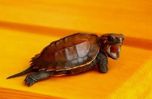 锯缘龟寿命多长？不清楚的可以来看看