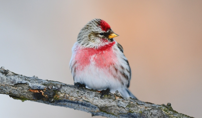 白腰朱顶雀繁殖时间一般在这几个月之间