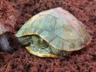 石金钱龟冬眠怎么养？饲主可以来学习下