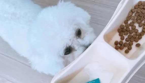 狗狗可以长期吃益生菌吗？