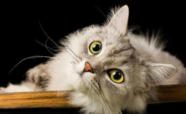 猫咪什么时候需要换粮？保姆级攻略来了