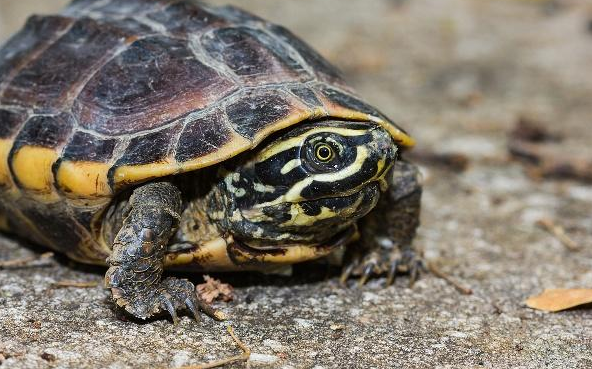 马来西亚食螺龟能长多大？来看看吧