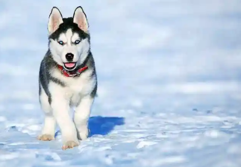 不知道阿拉斯加犬和哈士奇有什么区别的朋友，这里有答案！