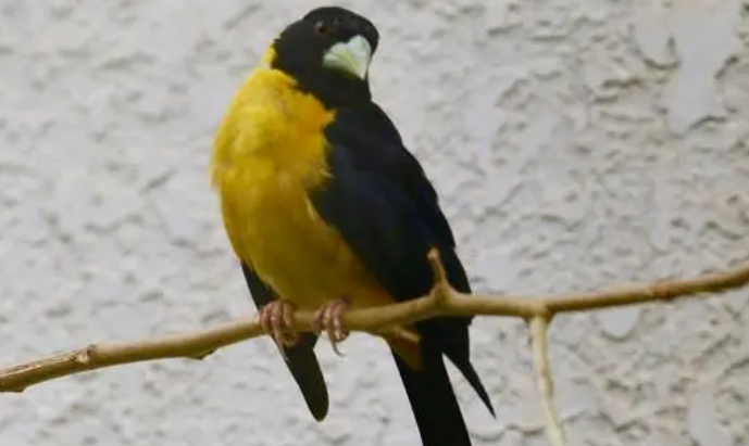 黄颈蜡嘴雀寿命多久？主人可以来看看